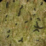 Opegrapha vulgata