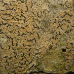 Opegrapha vulgata