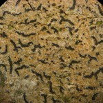Opegrapha vulgata