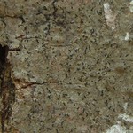 Opegrapha vulgata