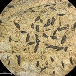 Opegrapha xerica