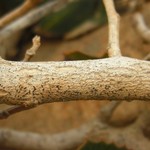 Opegrapha xerica