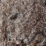 Opegrapha zonata