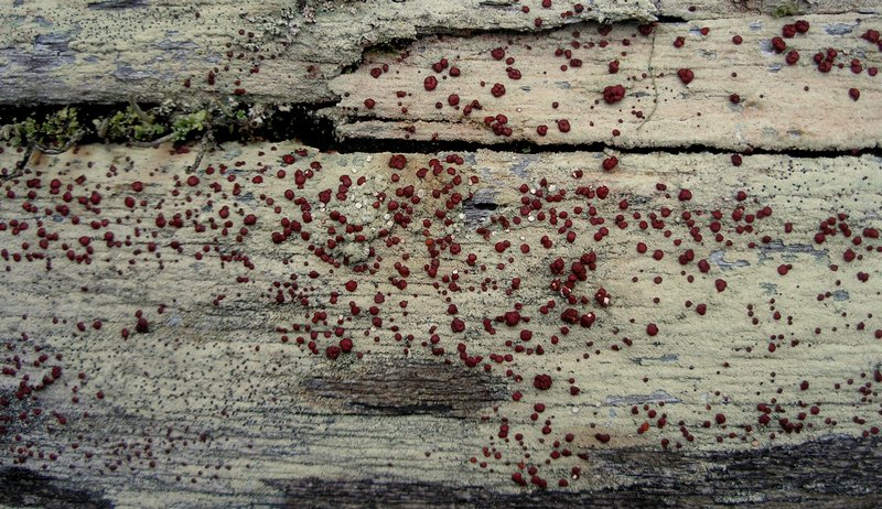 Ophioparma rubricosa