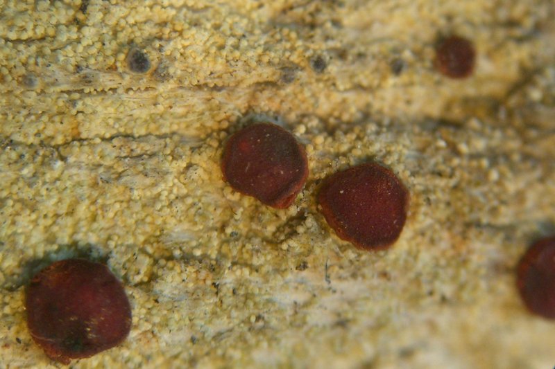 Ophioparma rubricosa