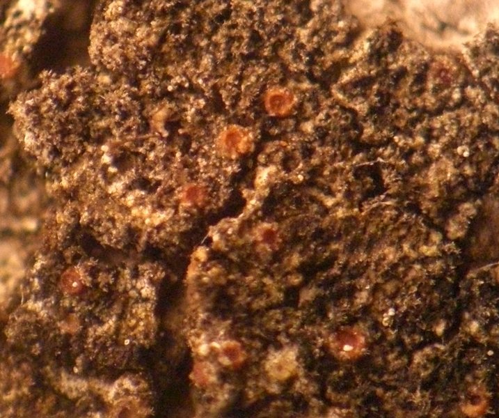 Pachyphiale fagicola