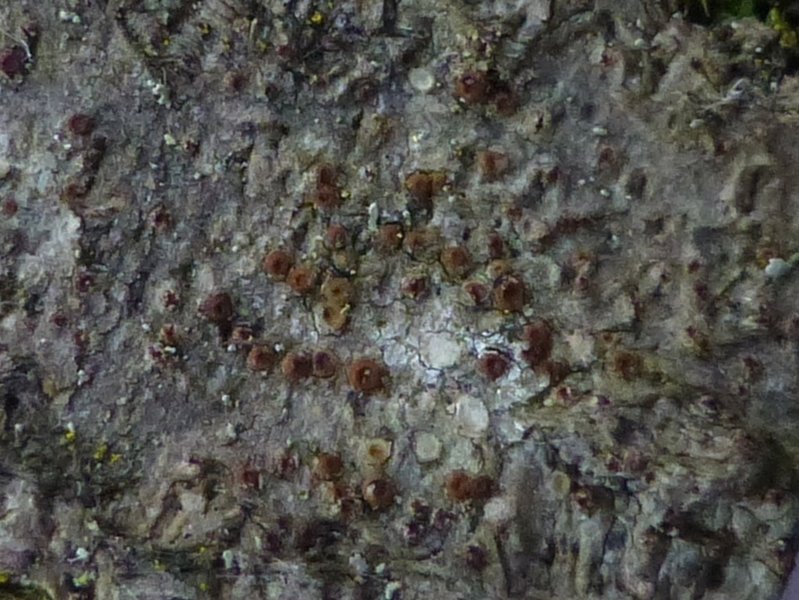 Pachyphiale fagicola