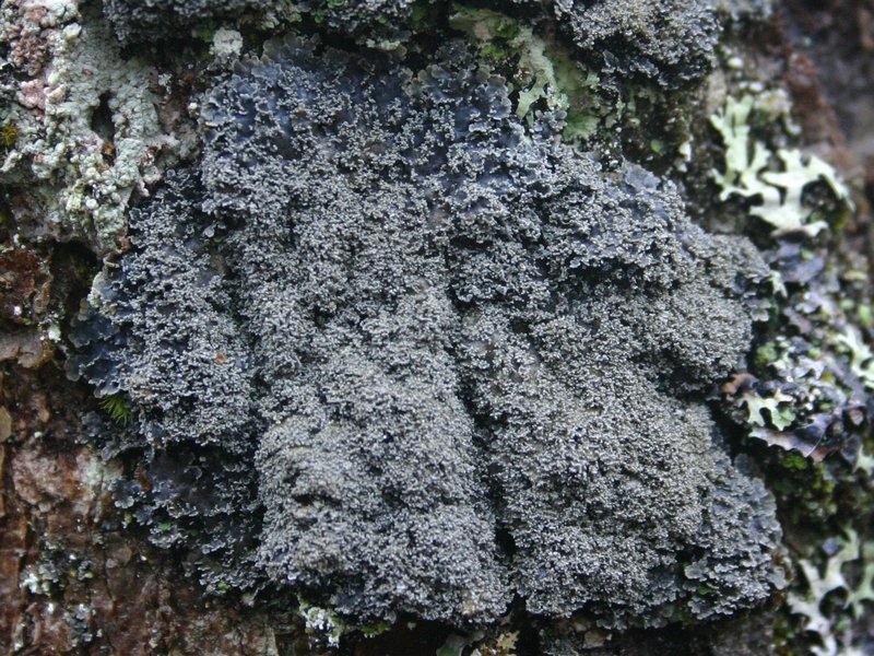 Pannaria conoplea