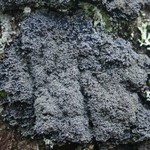 Pannaria conoplea