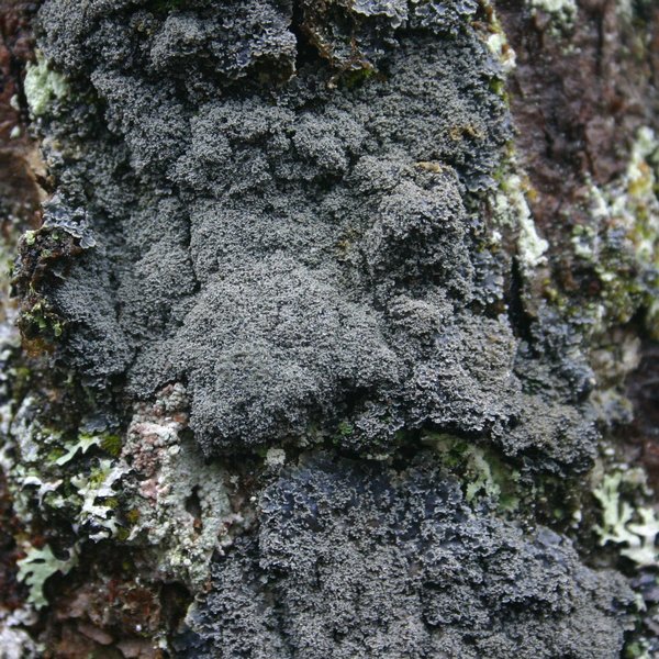 Pannaria conoplea