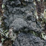Pannaria conoplea