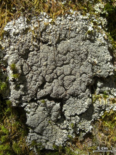Pannaria conoplea
