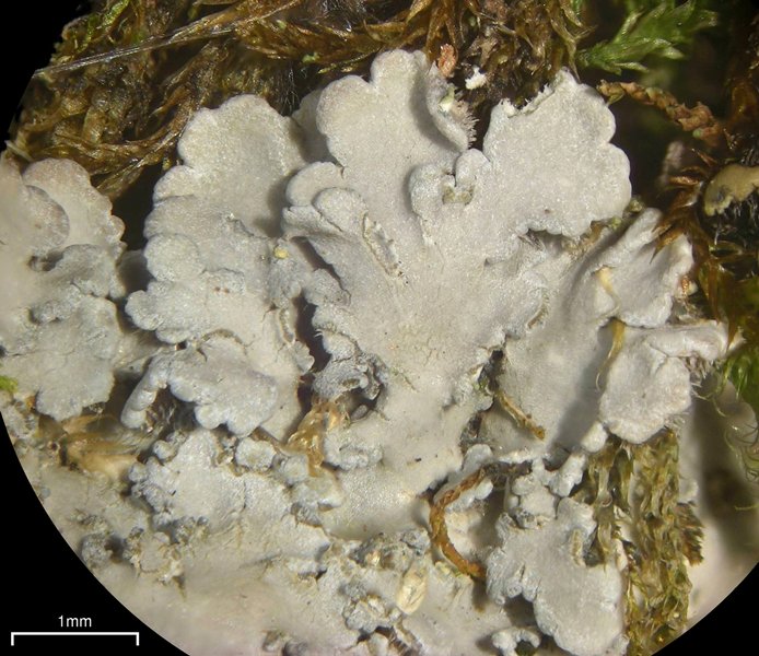 Pannaria conoplea