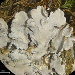Pannaria conoplea