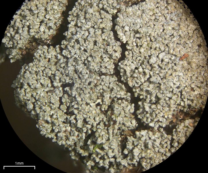 Pannaria conoplea