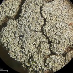 Pannaria conoplea