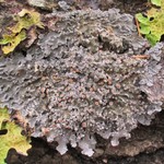 Pannaria lurida ssp. lurida