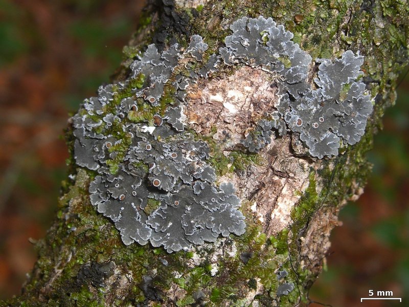 Pannaria lurida ssp. lurida