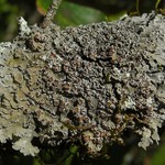 Pannaria lurida ssp. lurida