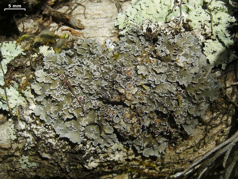 Pannaria lurida ssp. lurida