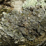 Pannaria lurida ssp. lurida