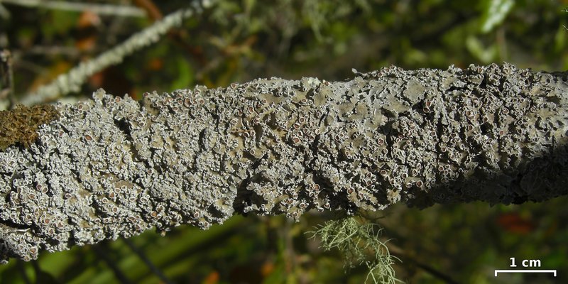 Pannaria lurida ssp. lurida