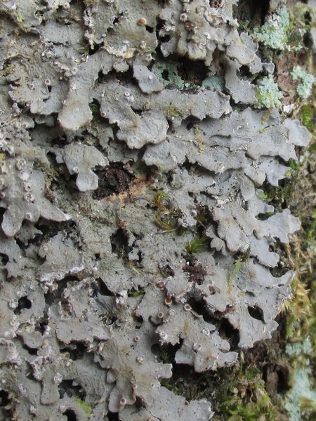Pannaria lurida ssp. quercicola
