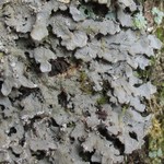 Pannaria lurida ssp. quercicola