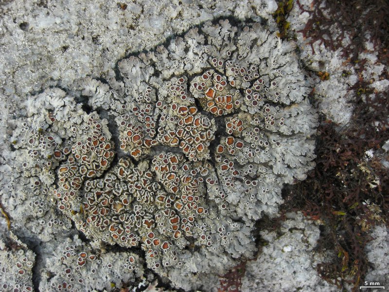 Pannaria rubiginosa