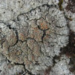 Pannaria rubiginosa