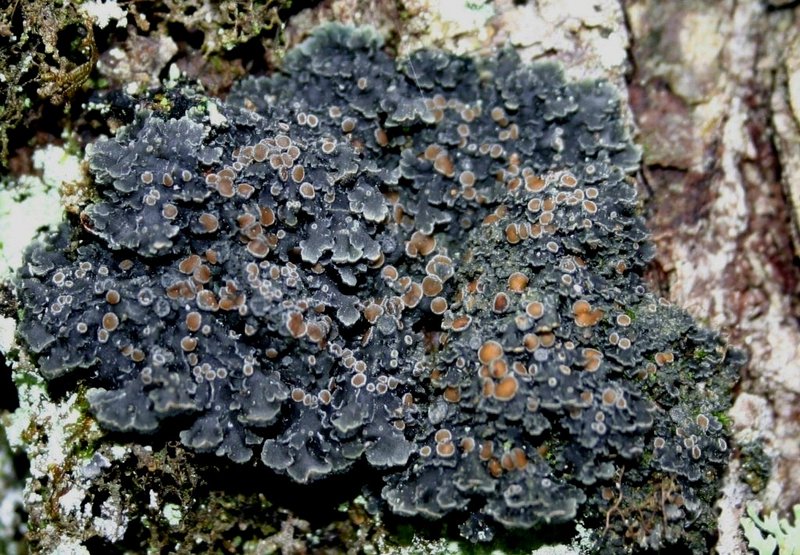 Pannaria rubiginosa