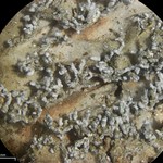 Pannaria tavaresii