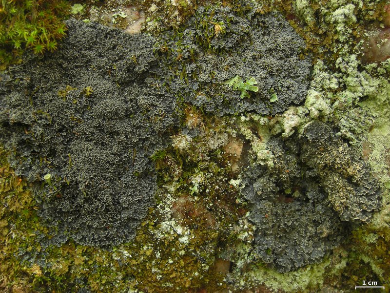 Pannaria tavaresii