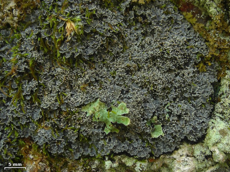 Pannaria tavaresii