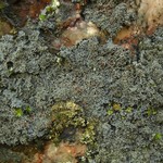 Pannaria tavaresii