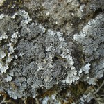 Pannaria tavaresii
