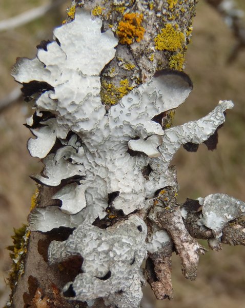 Parmelia barrenoae