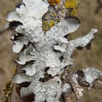 Parmelia barrenoae