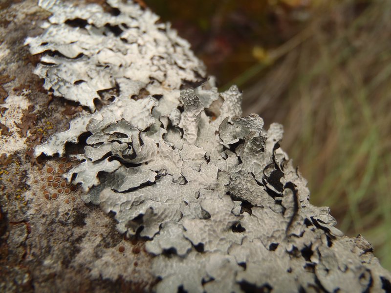 Parmelia barrenoae