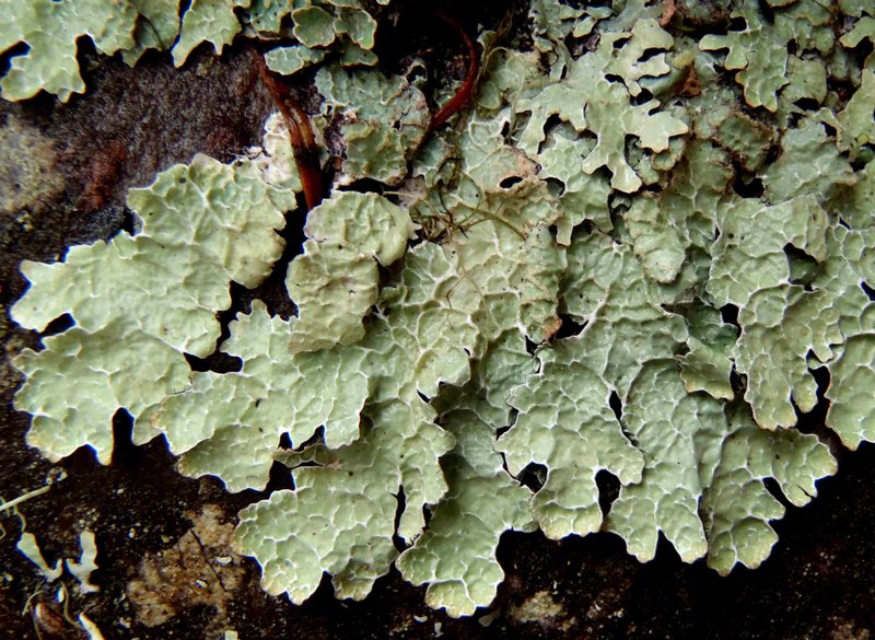 Parmelia hygrophila