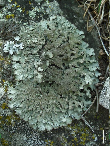 Parmelia hygrophila