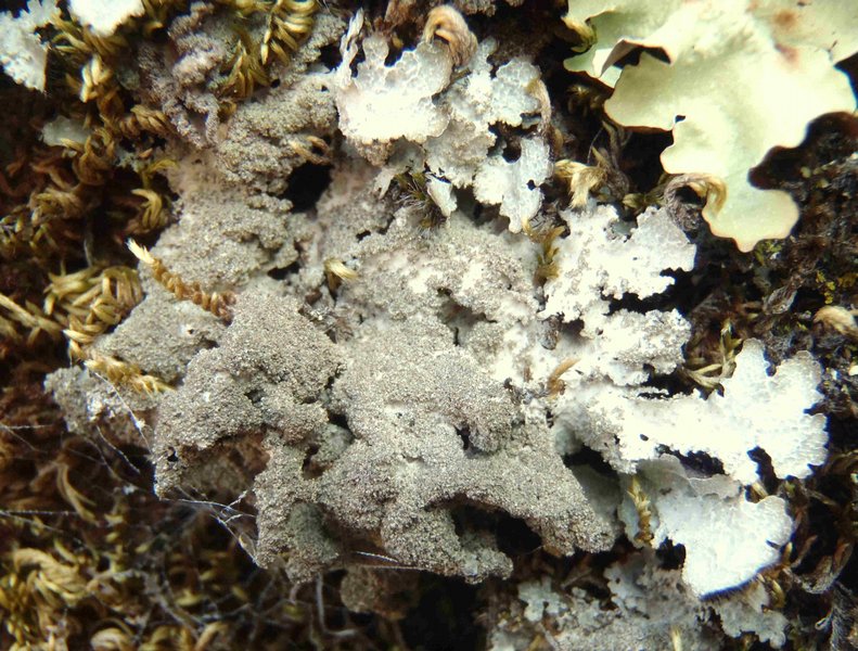 Parmelia hygrophila