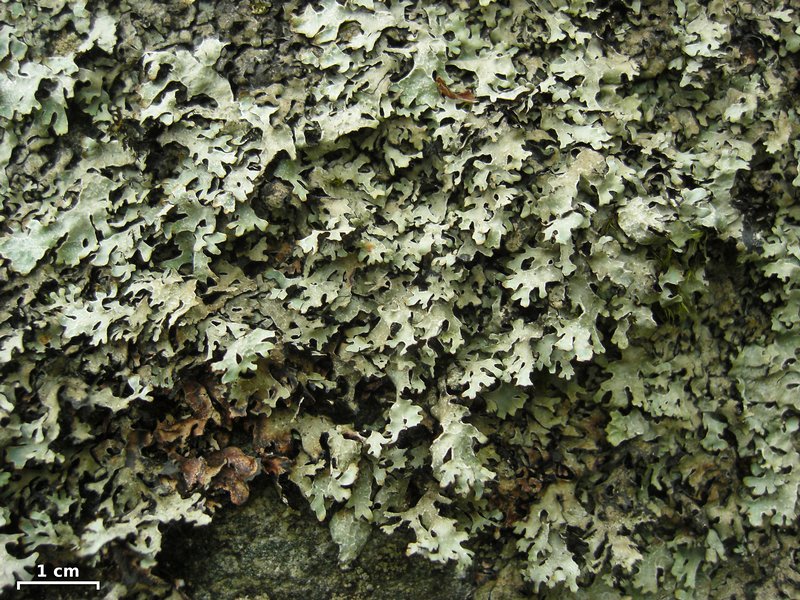 Parmelia omphalodes