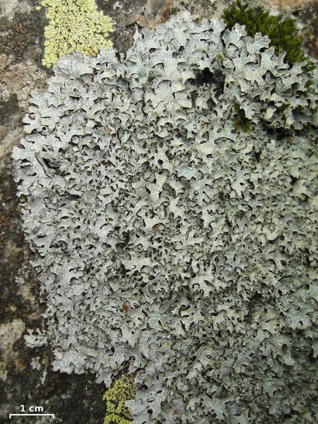 Parmelia omphalodes