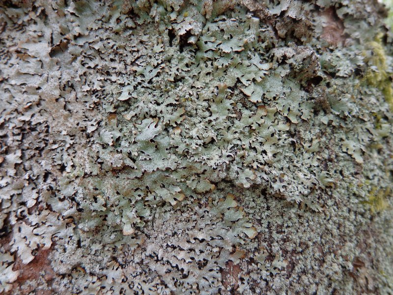 Parmelia pseudosulcata