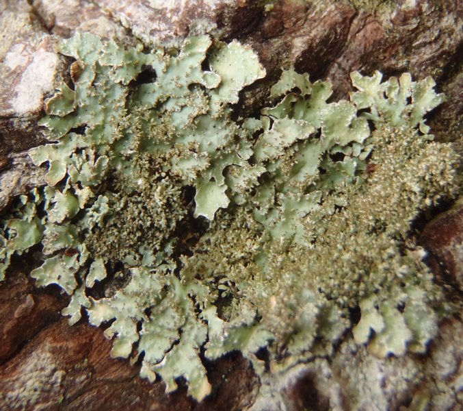 Parmelia pseudosulcata