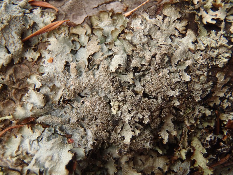 Parmelia pseudosulcata