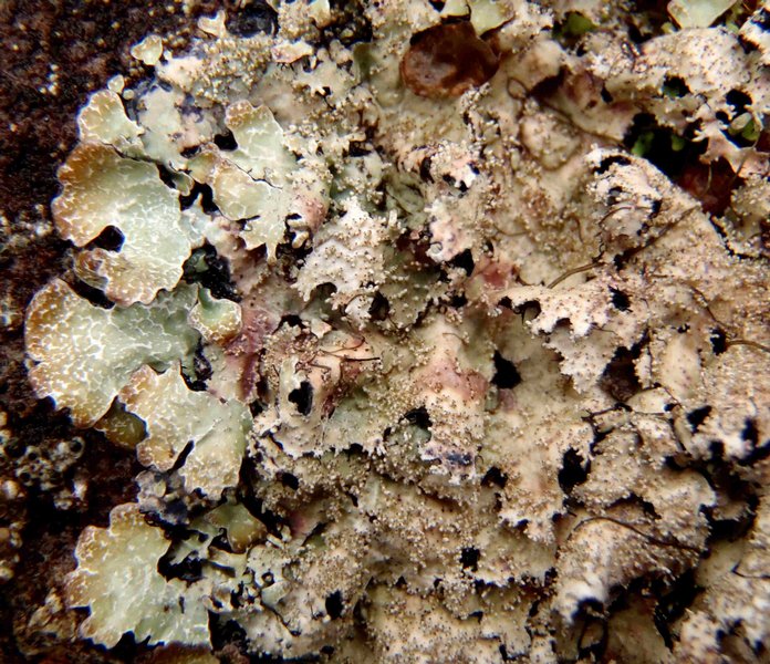 Parmelia saxatilis