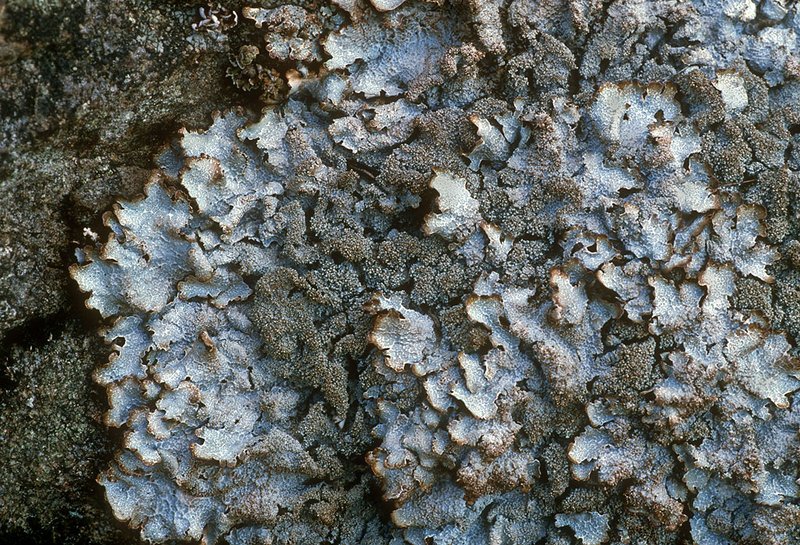 Parmelia saxatilis