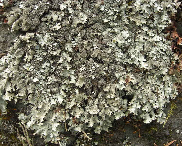 Parmelia saxatilis